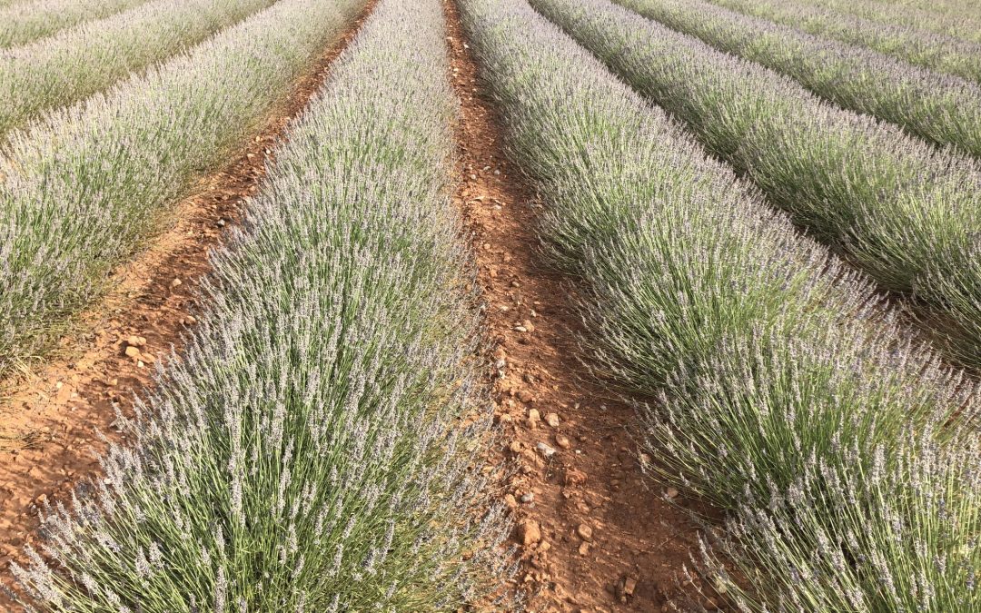 Champ de lavande, Salignac - Juillet 2019