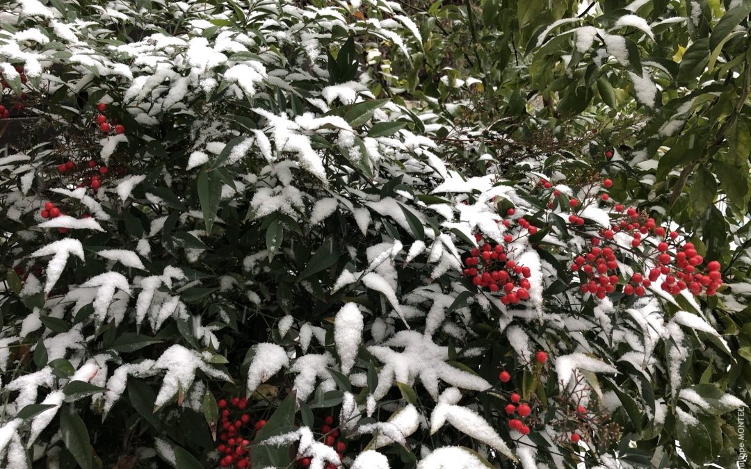 Jardin sous la neige, Vendargues – Février 2018