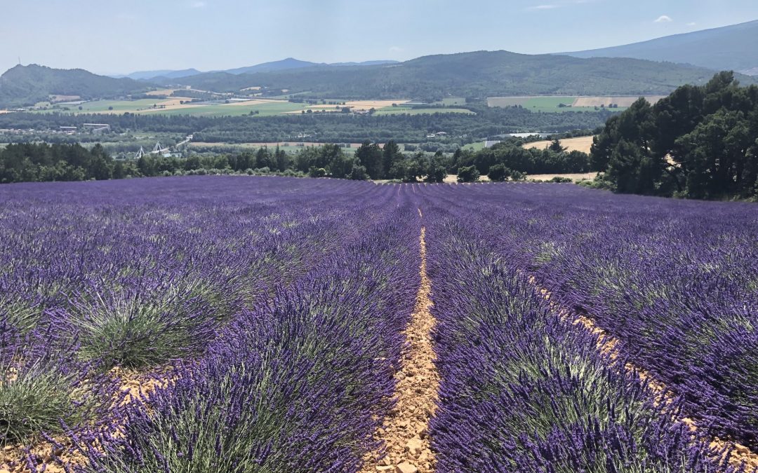 Champ de lavande, Volonne - Juin 2020